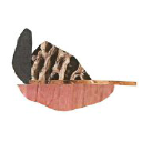 avatar logo
